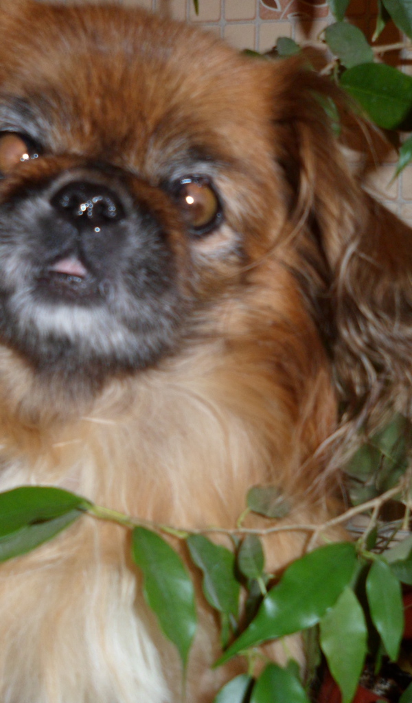 Безумный взгляд пекинеса