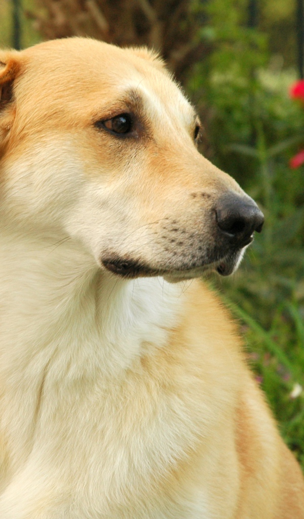 Желтый пес чинук