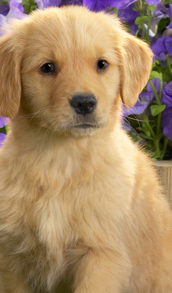 Щенок желтого лабрадора 