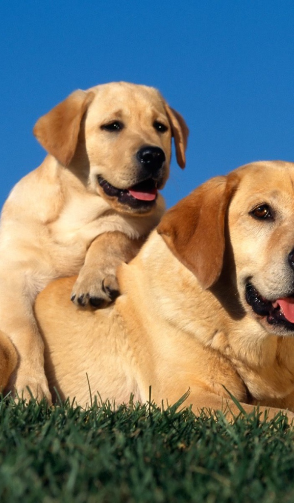 Желтые лабрадоры 
