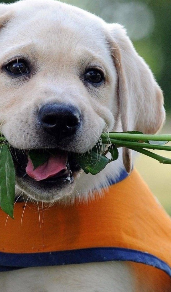 Щенок дарит жёлтые розы