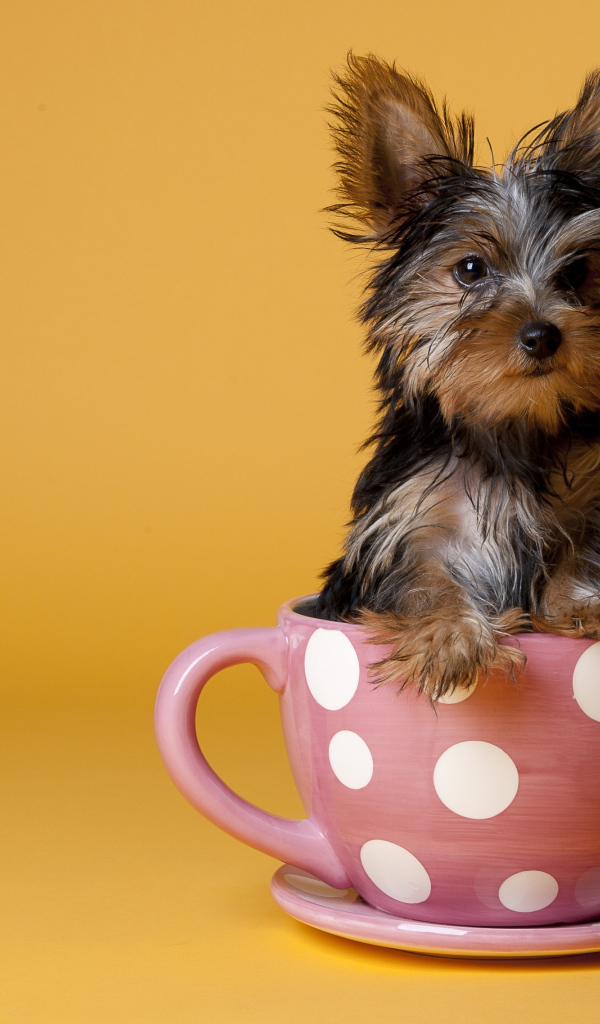 Йоркширский терьер в чашке
