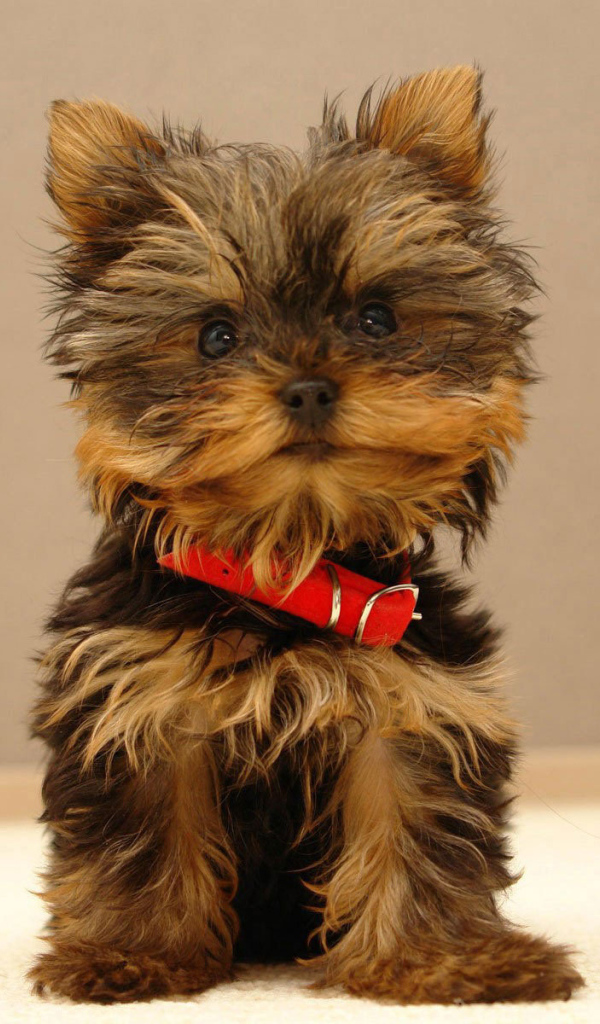 Щенок йоркширского терьера