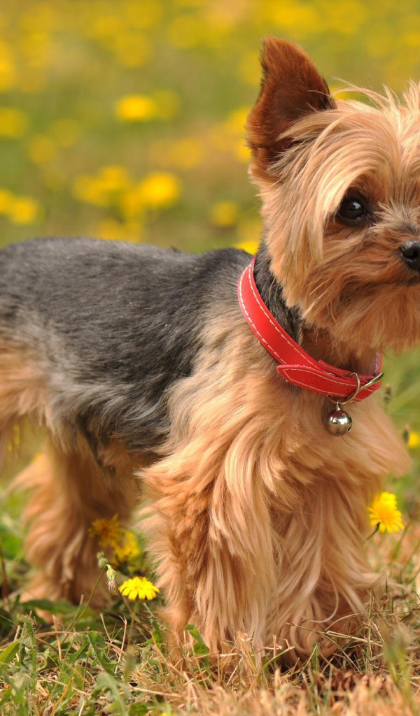 Йоркширский терьер на лугу