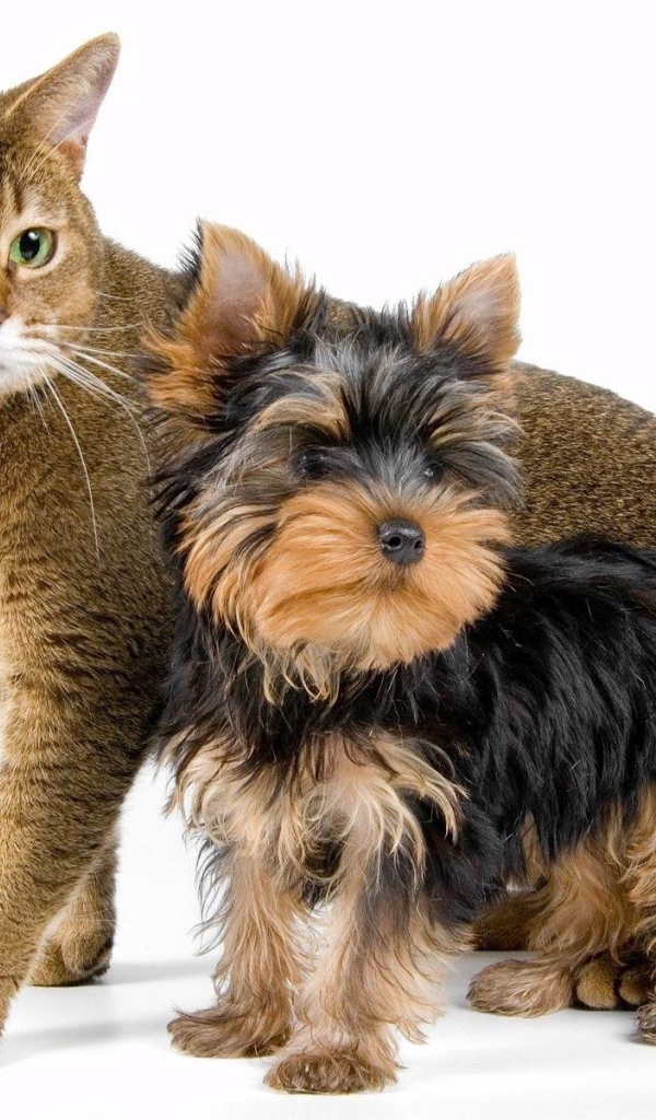 Йоркширский терьер рядом с котом
