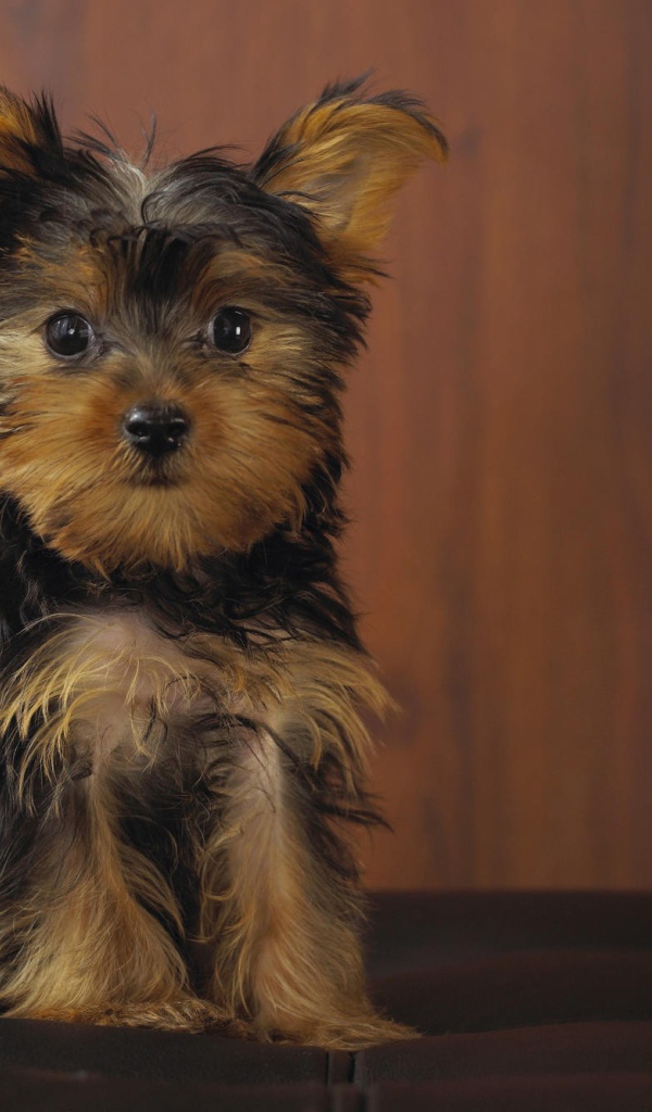 Йоркширский терьер позирует