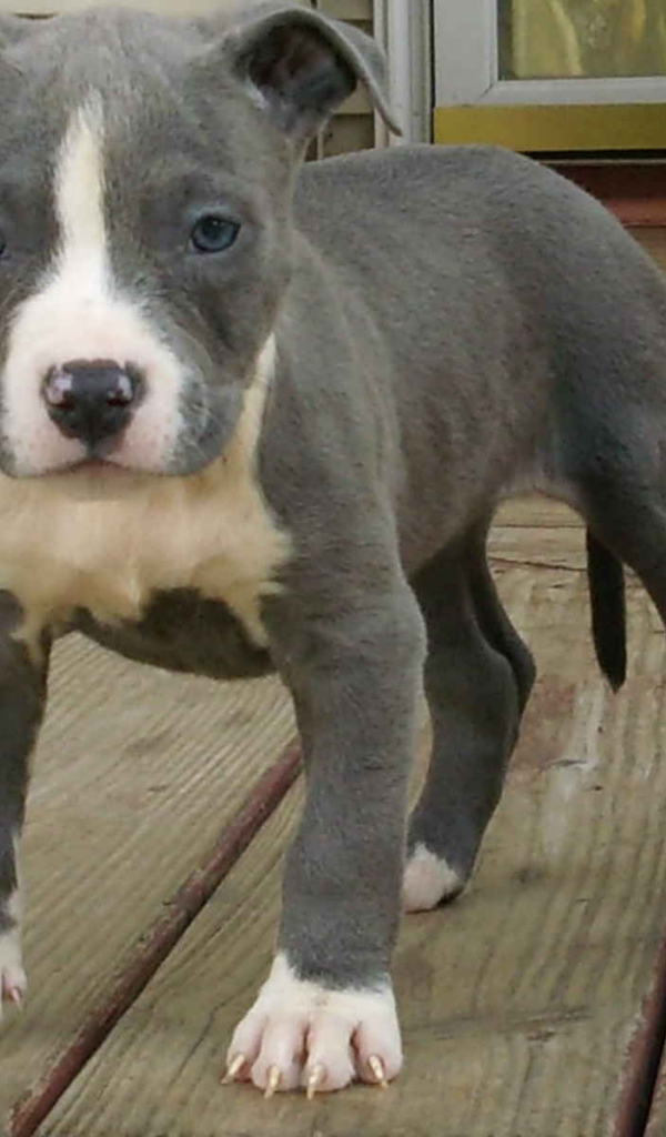 Молодой американский стаффордширский терьер