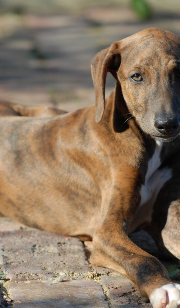 Молодой пес азавак