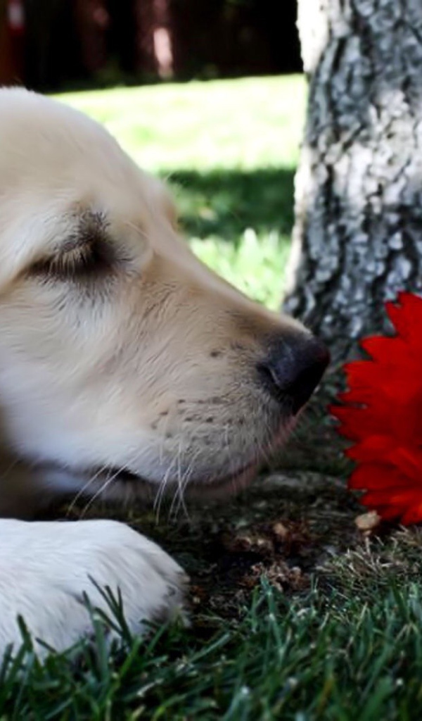 Собака нюхает цветок