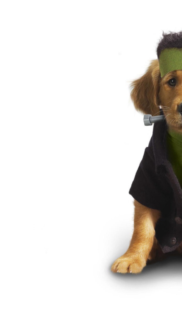 Собака в одежде