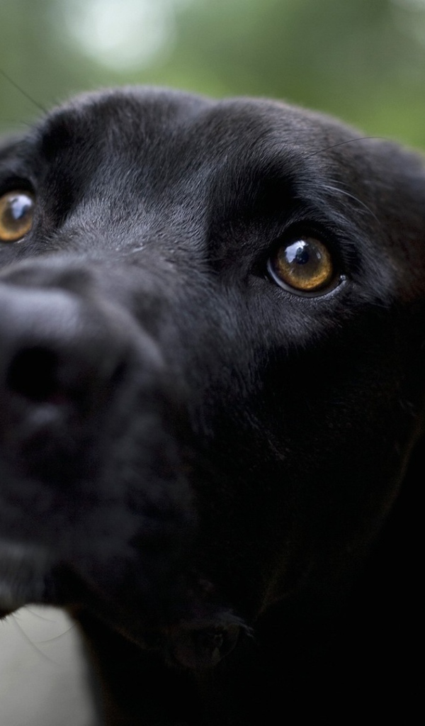 Грустная черная собака
