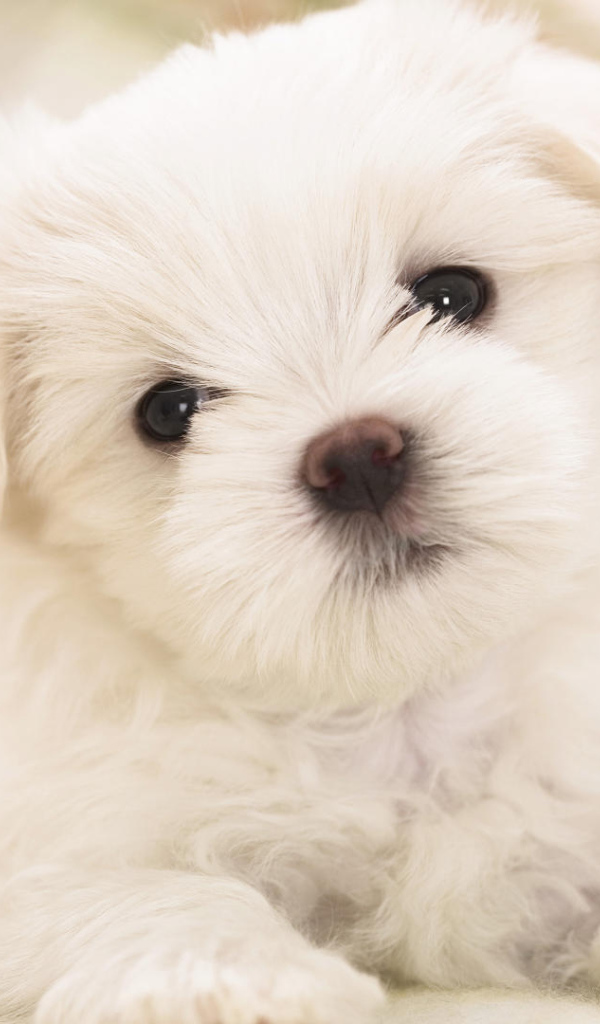 Белый щенок