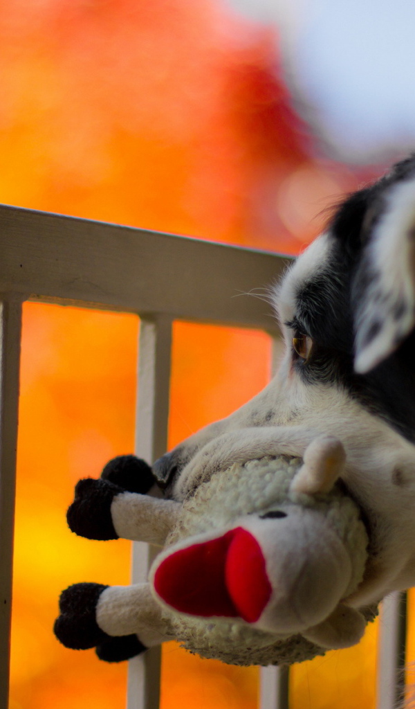 Собака с любимой игрушкой