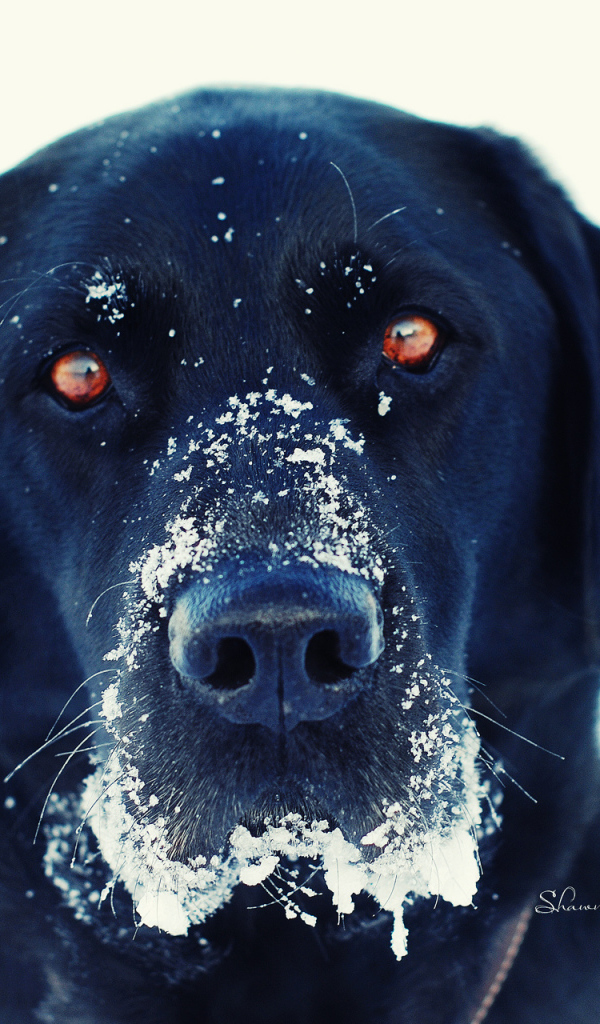 Черная собака в снегу