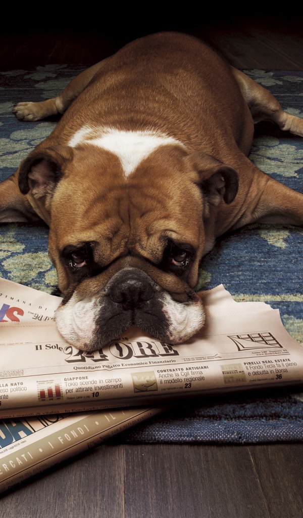 Бульдог начитался газет
