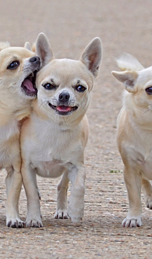 Чихуахуа на прогулке