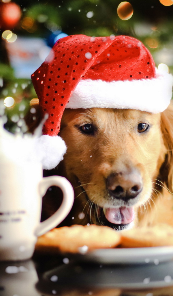 Новогодняя собака