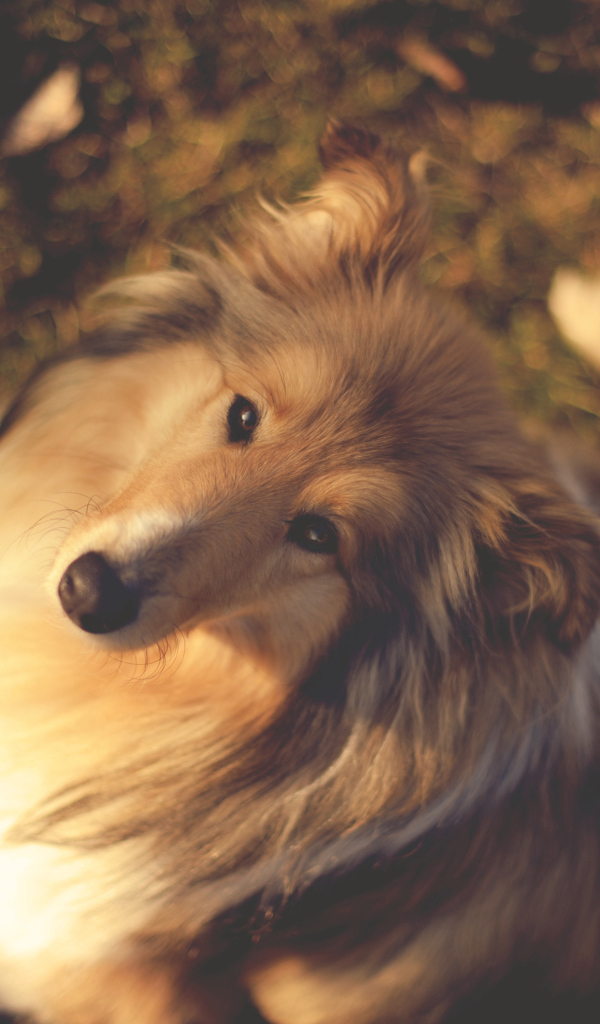 Колли сидит на земле