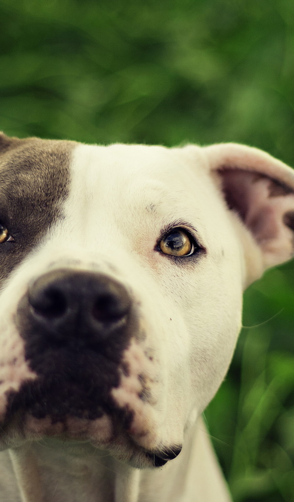 Преданный взгляд друга