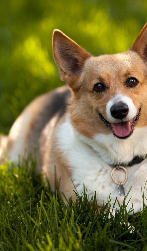 Преданный взгляд на хозяина