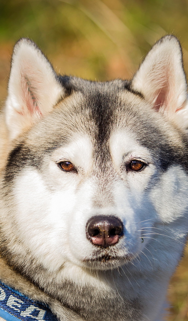 Собака маламут