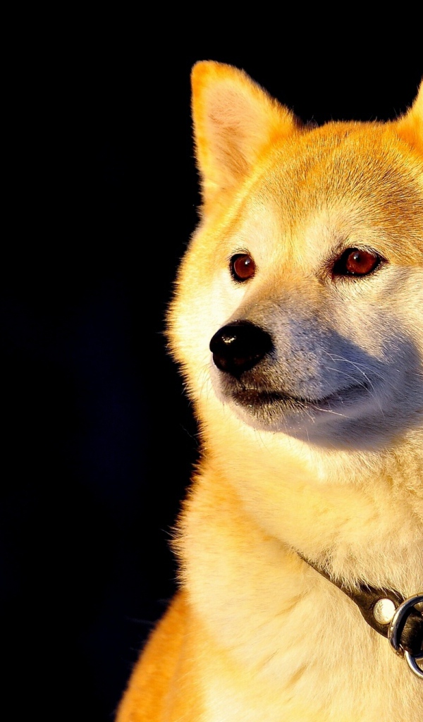 Собака Сиба-ину