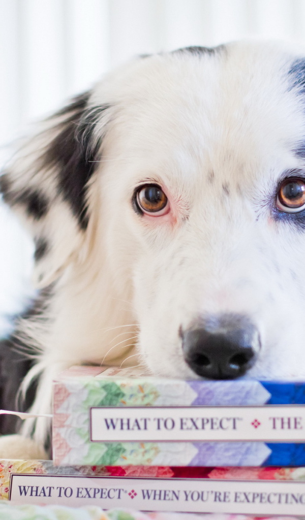 Собака с книгами