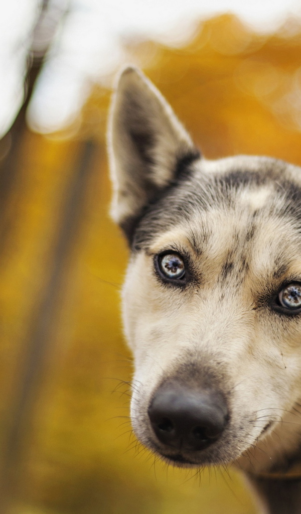 Собака с ошейником