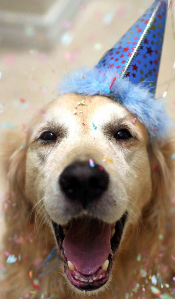 Собака в колпаке