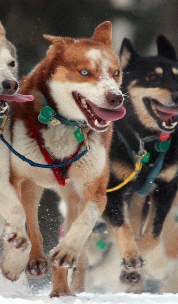 Собаки в упряжке