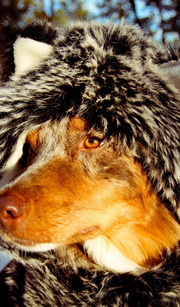 Собака в зимней одежде