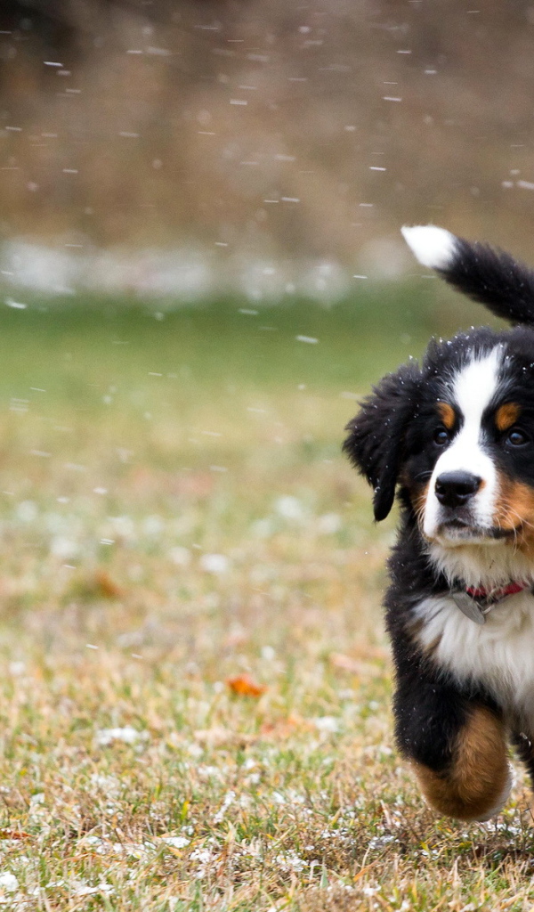 Собака на снежном поле