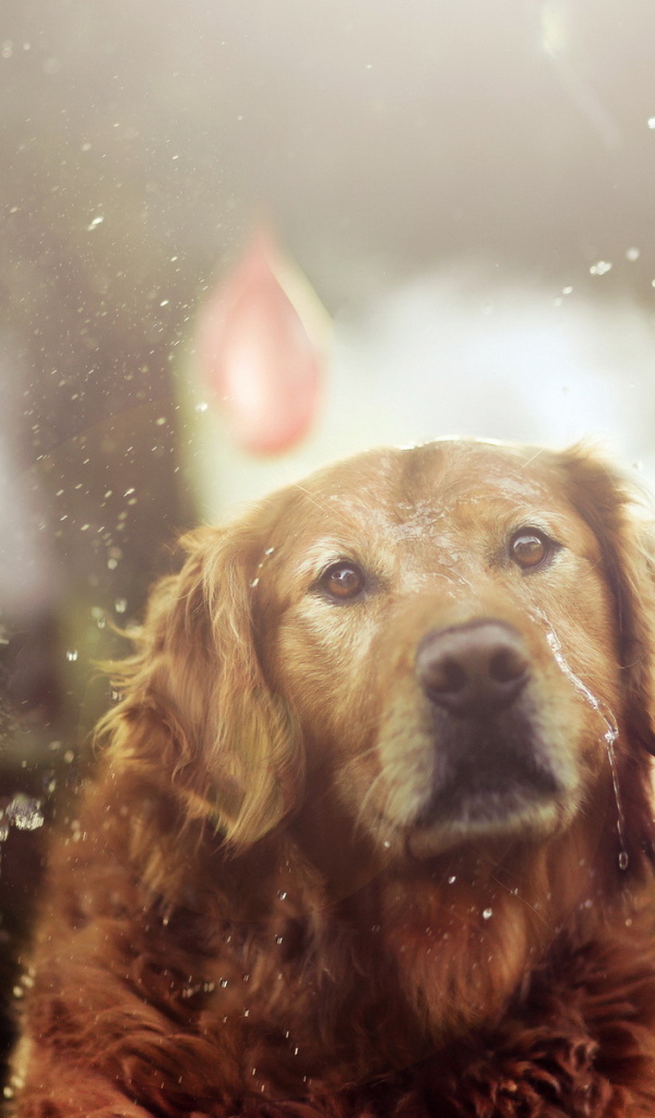 Собака на празднике