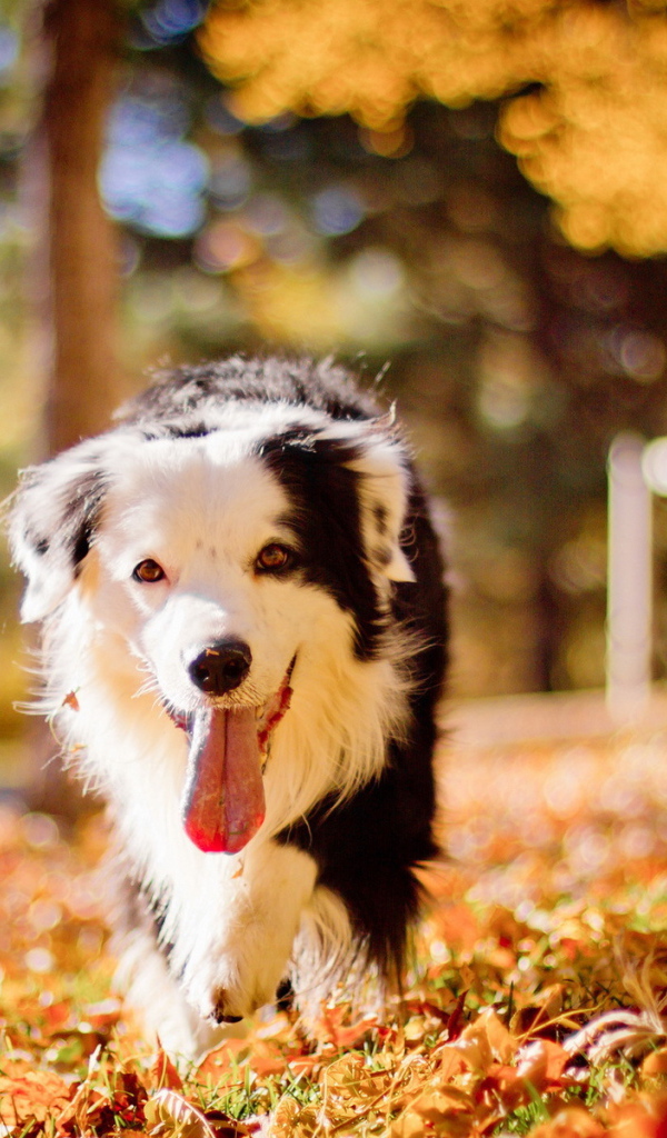 Собака бежит высунув язык