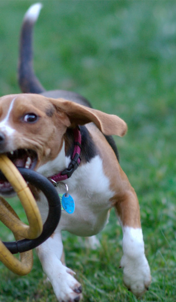 Собака бежит с игрушкой