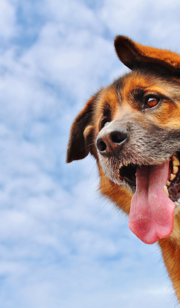 Собака высунула язык