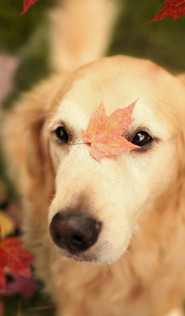 Собака с осенними листьями