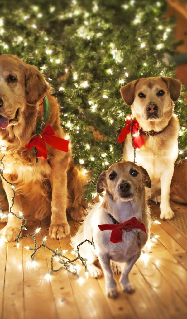 Собаки празднуют Рождество