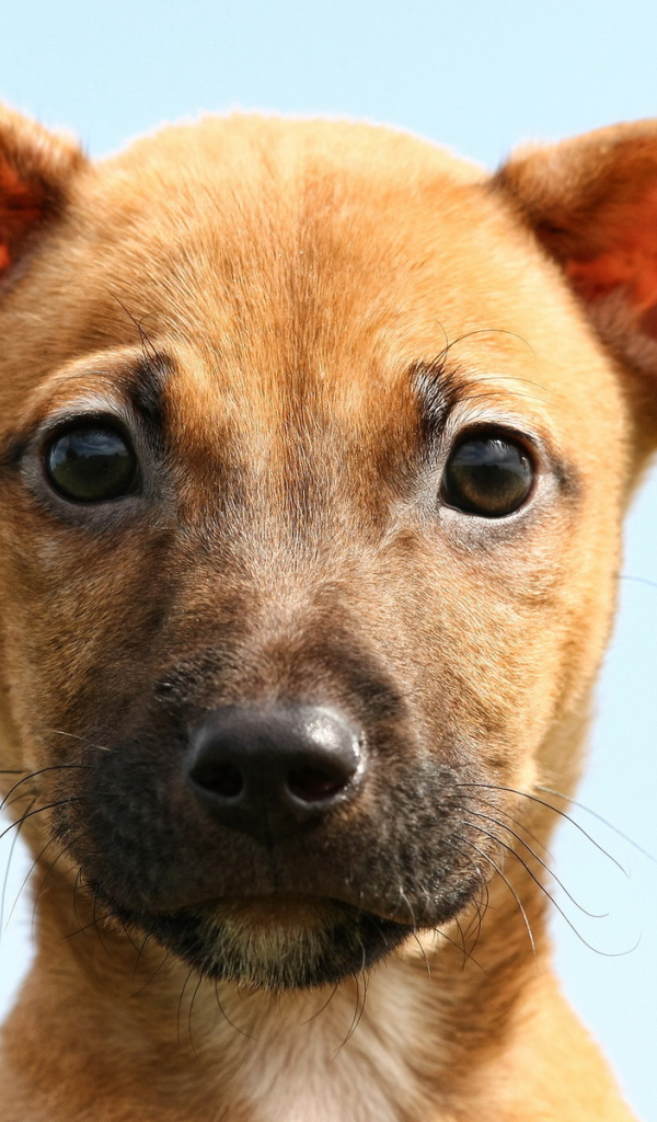 Ушастая собака