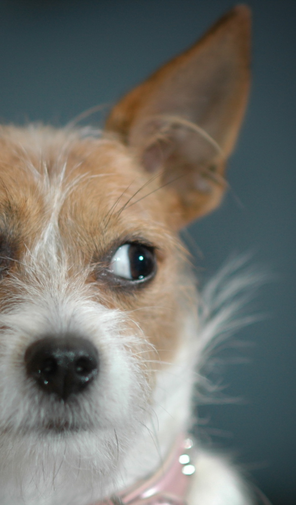 Ушастая дворняжка