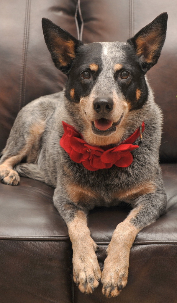 Праздничная собака с бантом