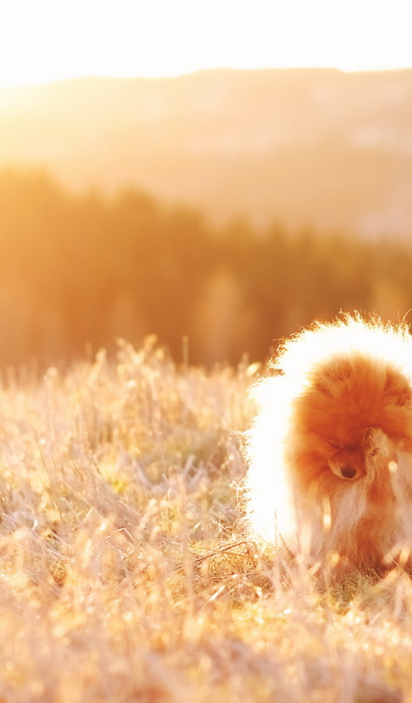 Пушистая собака