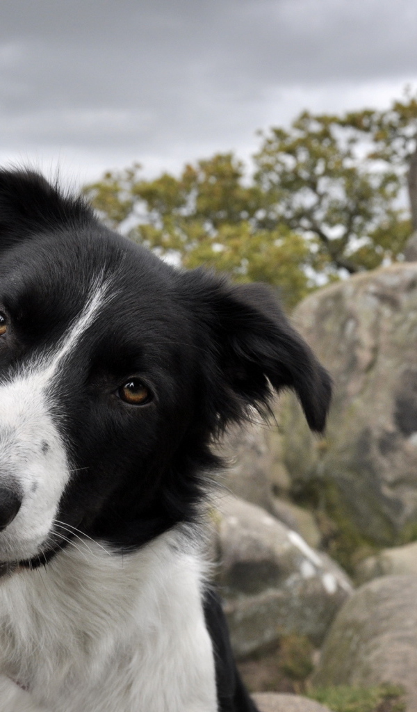 Дружелюбный взгляд