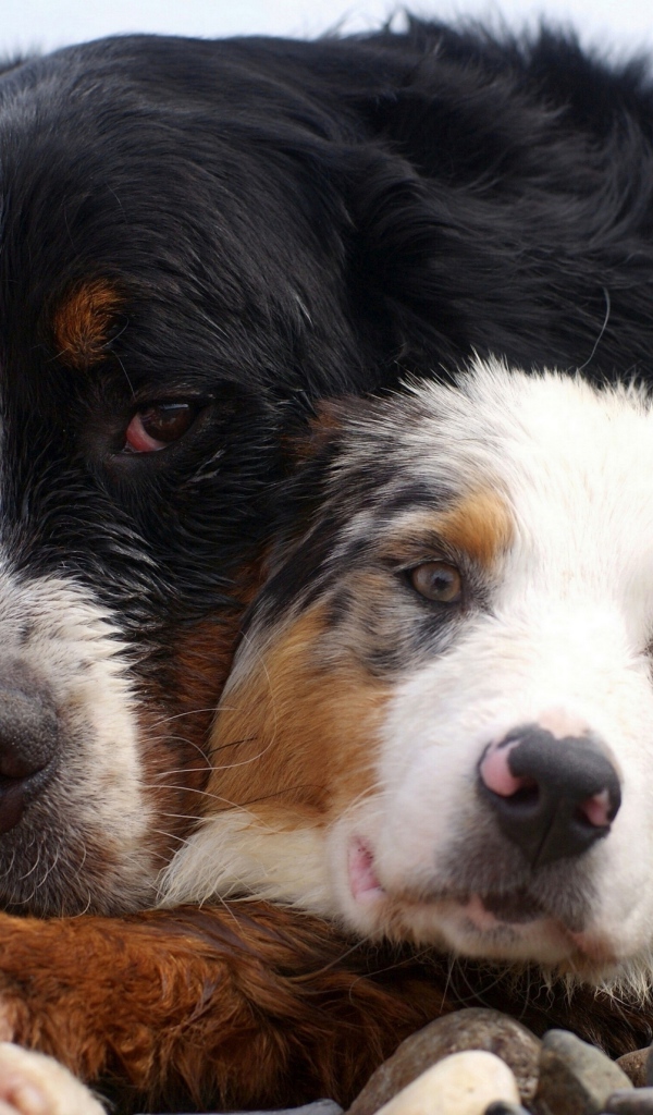 Друзья лежат на камнях