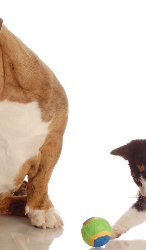 Котенок и собака