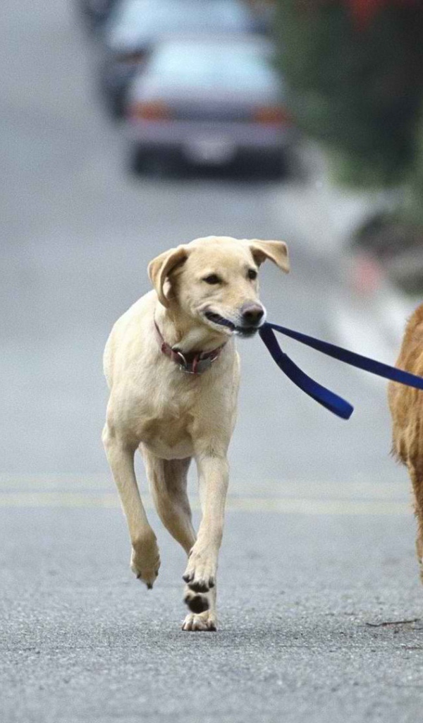 Лабрадор бежит по дороге