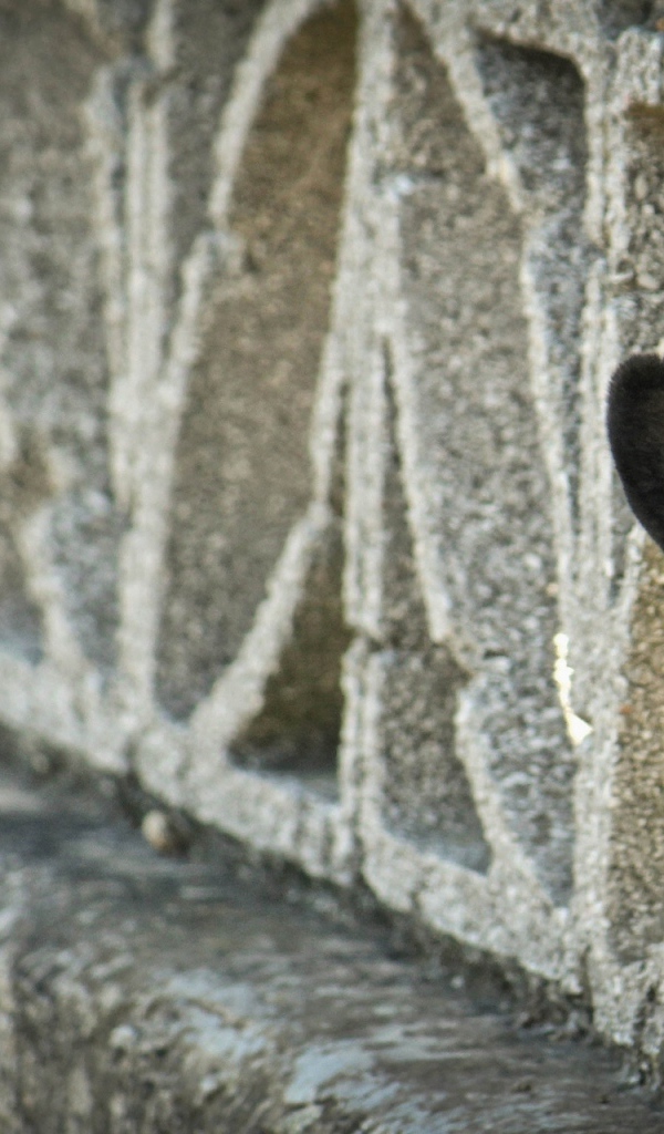 Морда французского бульдога