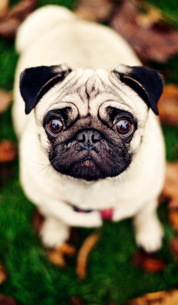 Мопс с круглыми глазами