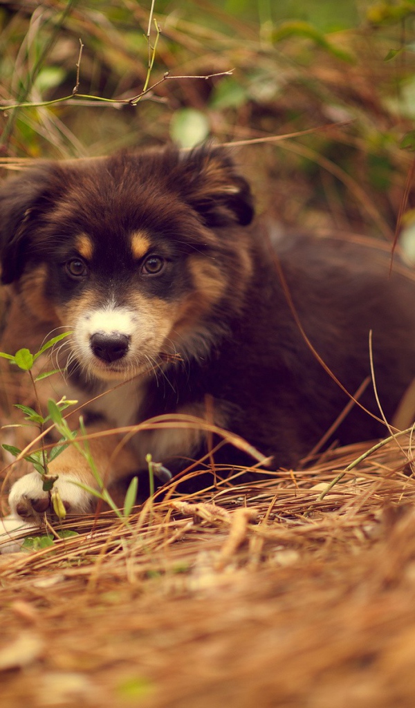 Щенок австралийского шефердса