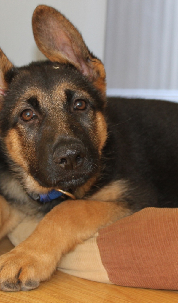 Щенок Немецкой овчарки